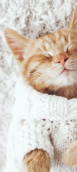 Cat Lying On Carpet Flooring | Terry's Floor Fashions